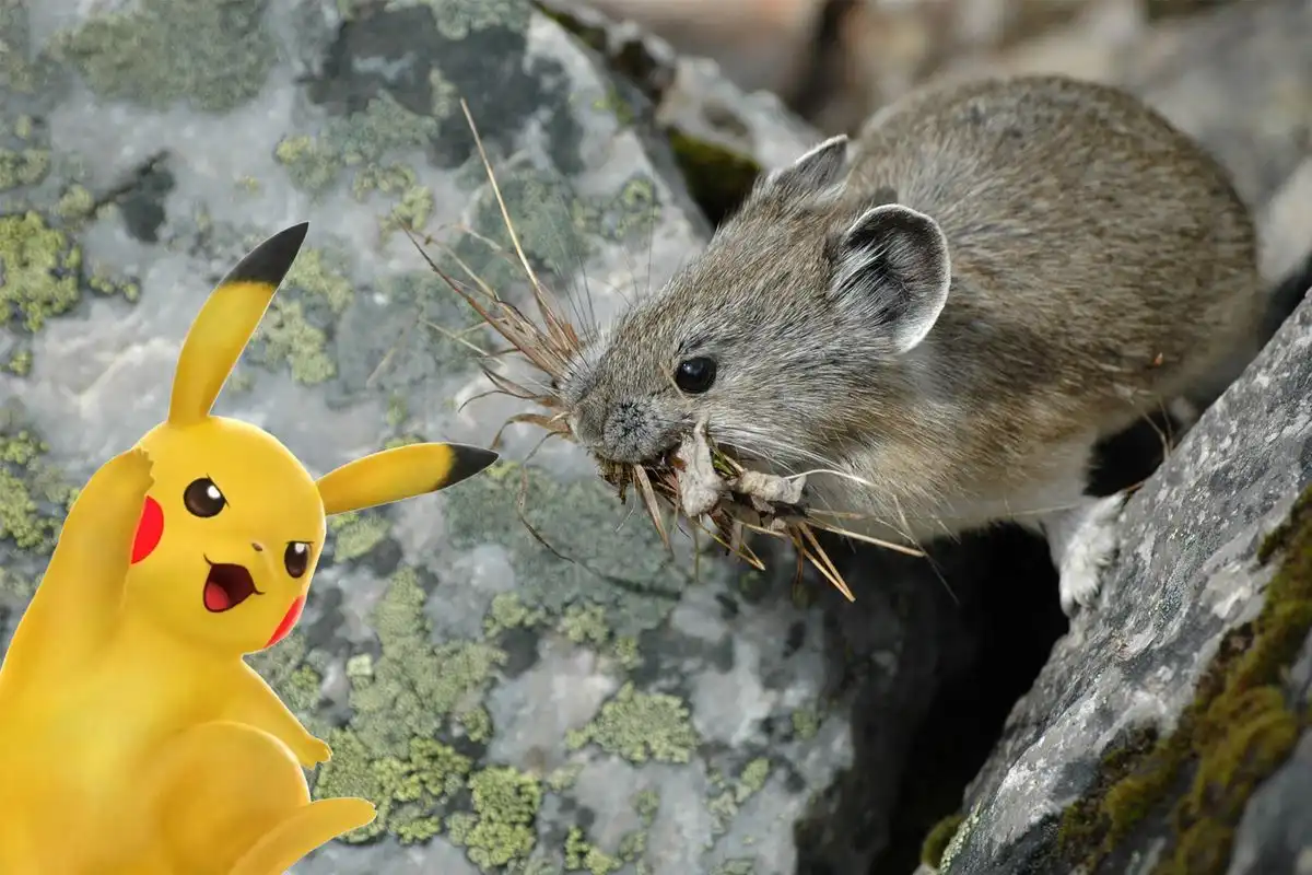 The Verge Review of Animals: pika vs. Pikachu